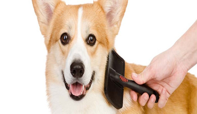 How to Choose the Right Brush for Your Dog?